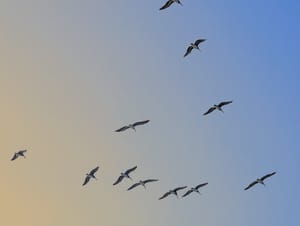 Pelican birds flying in a clear sky