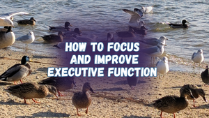 How to focus and improve executive function, with a photo of mallard ducks and ring billed gulls